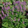 Stachys monieri 'Hummelo'