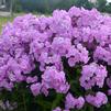 Phlox 'Fashionably Early Princess'