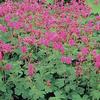 Geranium macrorrhizum 'Bevan's Variety'