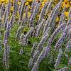 Agastache 'Blue Fortune'