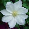 Clematis 'Candida'