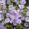 Aster (syn Symphyotrichum) oolentangiensis