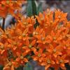 Asclepias tuberosa