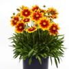 Coreopsis 'Gold & Bronze UPTICK'