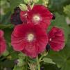 Alcea rosea 'Mars Magic'