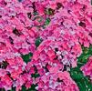 Phlox paniculata 'Glamour Girl'