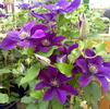 Clematis 'Picardy'