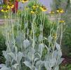 Rudbeckia maxima