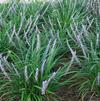 Liriope muscari 'Big Blue'