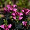 Chelone obliqua 'Tiny Tortuga'