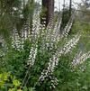 Baptisia alba (syn. B. leucantha)