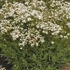 Gypsophila paniculata 'FESTIVAL STAR Danfester'