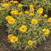 Heliopsis helianthoides 'Sunstruck'