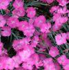 Dianthus gratianopolitanus 'FIREWITCH Feuerhexe'