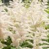 Astilbe chinensis 'Milk and Honey'