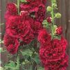 Alcea rosea 'Chater's Double Red'