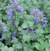 Nepeta x faassenii 'Blue Wonder'