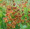 Baptisia 'Cherries Jubilee DECADENCE'