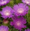 Stokesia laevis 'Honeysong Purple'