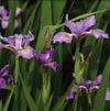 Iris virginica var. shrevei