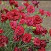 Dianthus 'Passion'