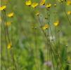 Helianthus occidentalis