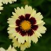 Coreopsis 'UPTICK Cream & Red'