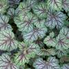 Heuchera americana 'Green Spice'