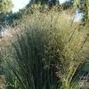 Panicum virgatum 'Northwind'