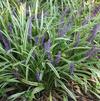 Liriope muscari 'Variegata'