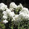 Phlox paniculata 'David'