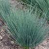 Juncus tenuis 'Blue Dart'