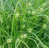 Carex grayi