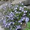 Veronica peduncularis 'Waterperry Blue'