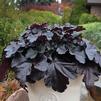 Heuchera 'Black Pearl'