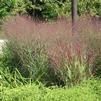 Panicum virgatum 'Shenandoah'