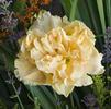 Hemerocallis 'Siloam Peony Display'