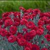 Dianthus 'Maraschino'