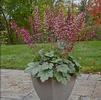 Heuchera x villosa 'Berry Timeless'