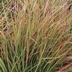 Schizachyrium (syn Andropogon) scoparium 'Blaze'