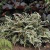 Athyrium niponicum 'Pictum'