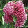 Asclepias incarnata 'Cinderella'