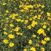 Coreopsis palmata