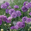 Armeria pseudarmeria 'Ballerina Lilac'