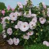 Hibiscus 'Ballet Slippers'