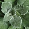 Stachys byzantina 'Fuzzy Wuzzy'