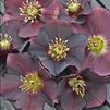 Helleborus 'Rome in Red'