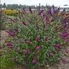 Buddleia 'Queen of Hearts'