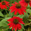 Echinacea 'Sombrero Salsa Red'