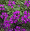 Verbena (syn Glandularia) canadensis